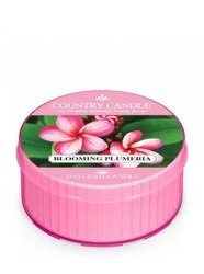 COUNTRY CANDLE Daylight Blooming Plumberia